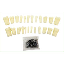 TM-D6 Primary Teeth Model with Straight Roots